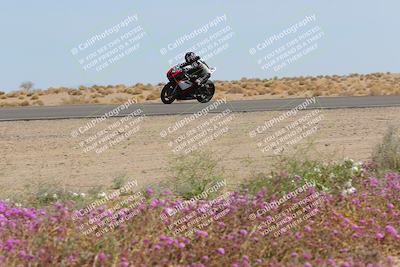 media/Mar-12-2023-SoCal Trackdays (Sun) [[d4c8249724]]/Turn 15 Inside Bloom (130pm)/